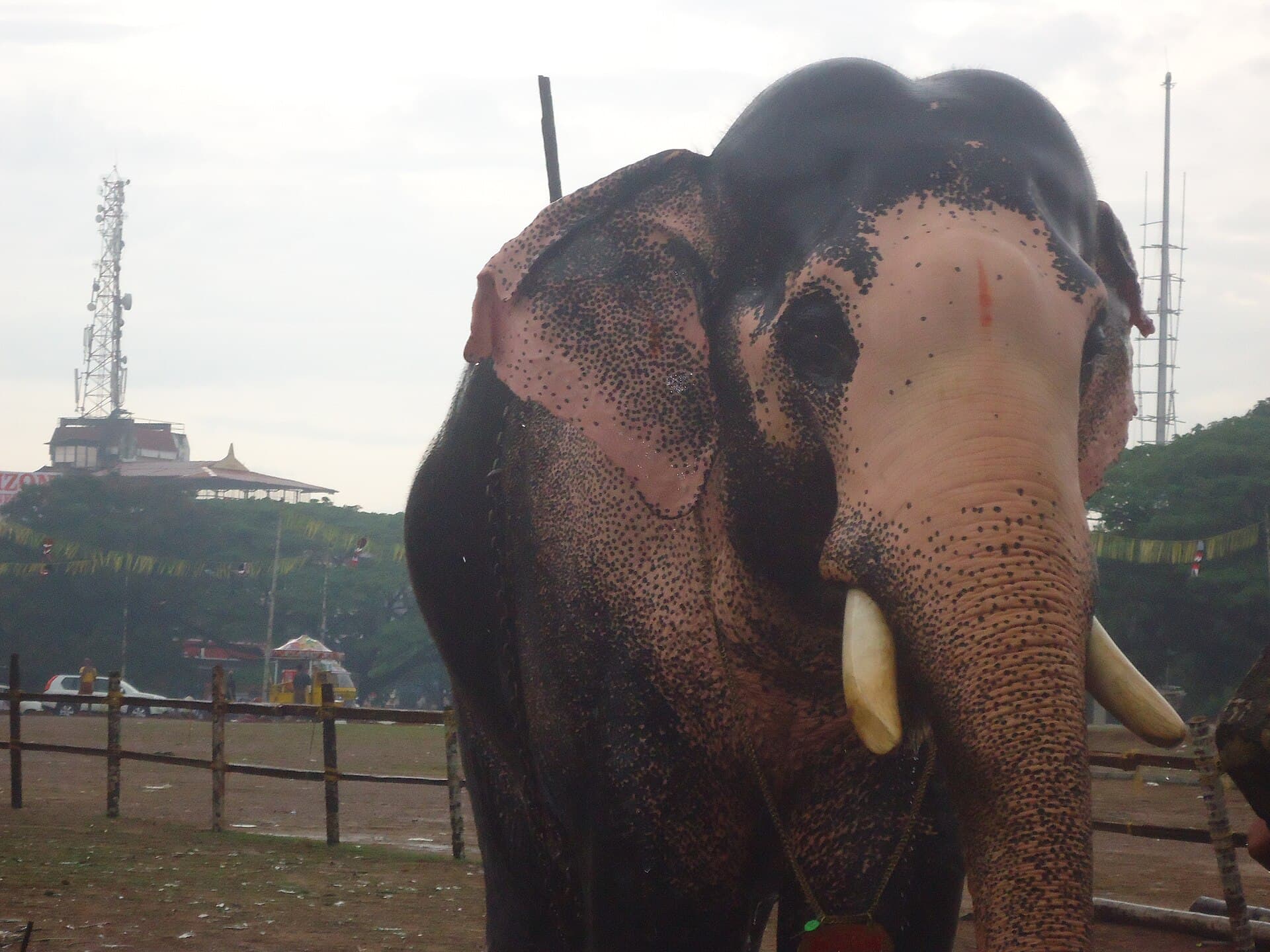 Crowd packed along Swaraj Round with elephants passing the southern entrance