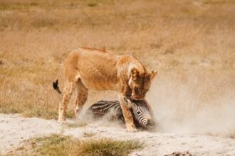 4-5 Day Itinerary for a Safari Adventure in Kenya