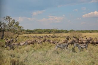 4-5 day itinerary for a safari adventure in Kenya showing game drives in Masai Mara