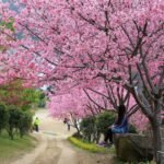 Best Places To visit In Japan During Cherry Blossom Season in 2025