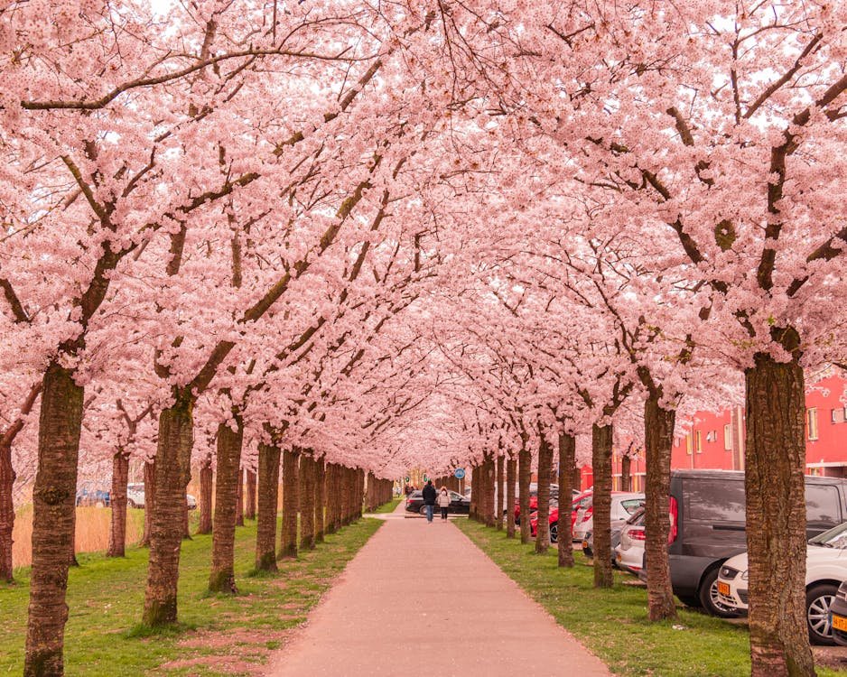 Cherry blossom season during the best time to visit Japan in spring