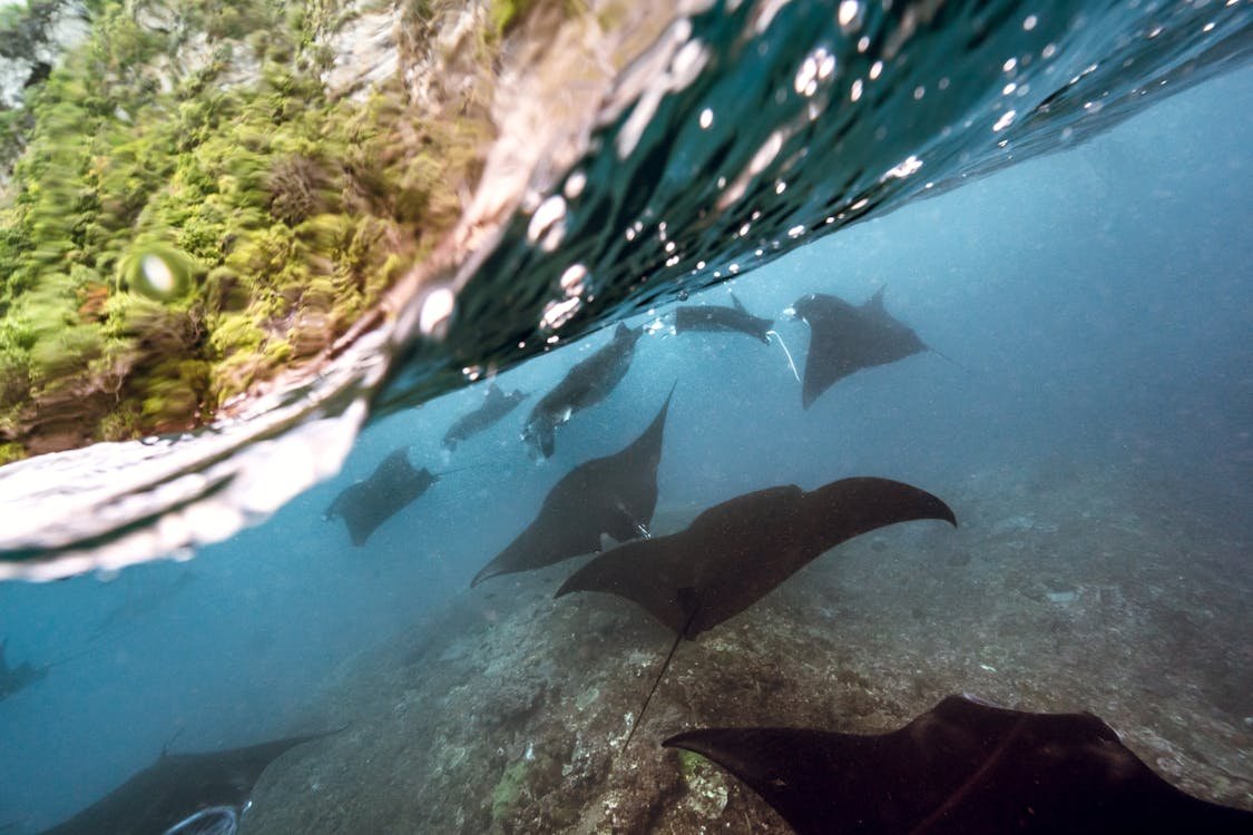 Marine wildlife encounters during the best time to visit the Maldives