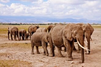 Kenya wildlife safari experience during a 4-5 day itinerary in Amboseli National Park