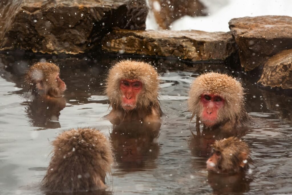 Nagano - best place to enjoy onsen in Japan