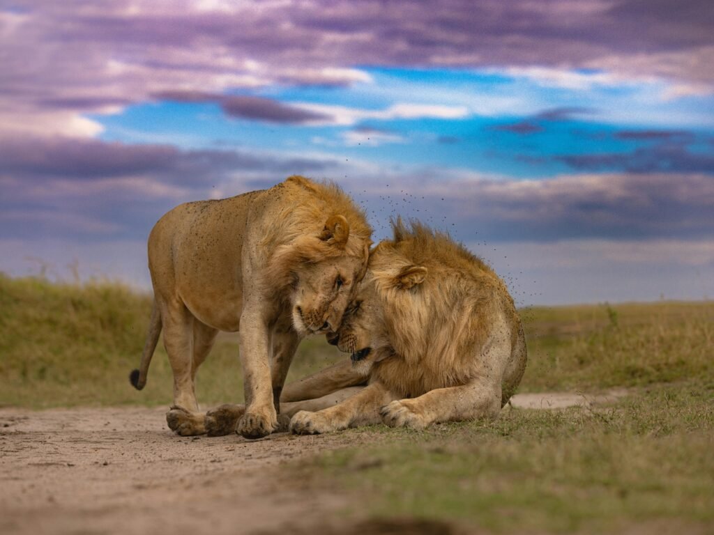 Maasai Mara National Reserve in Kenya