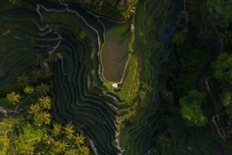 Aerial view of vibrant green rice terraces in Bali with lush tropical landscape and layered fields