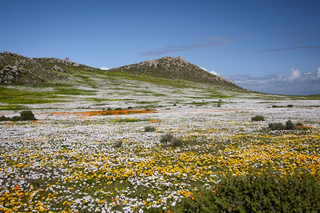 Things to do in Cape Town - West Coast National Park day trip