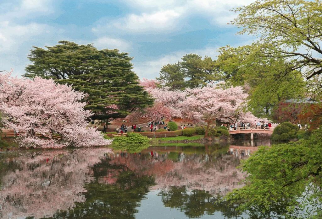 Stunning cherry blossoms in full bloom in Japan, one of the best destinations to visit in April