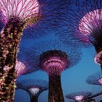 Illuminated Supertree Grove at Gardens by the Bay in Singapore during nighttime, with futuristic tree-like structures glowing in vibrant pink and purple lights.