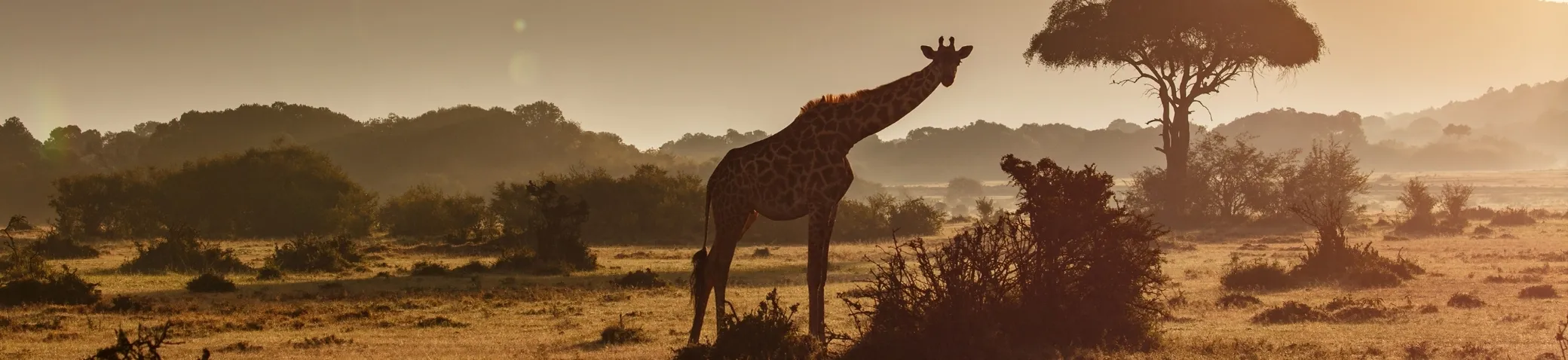 eSIM for Kenya – Gohub Kenya banner